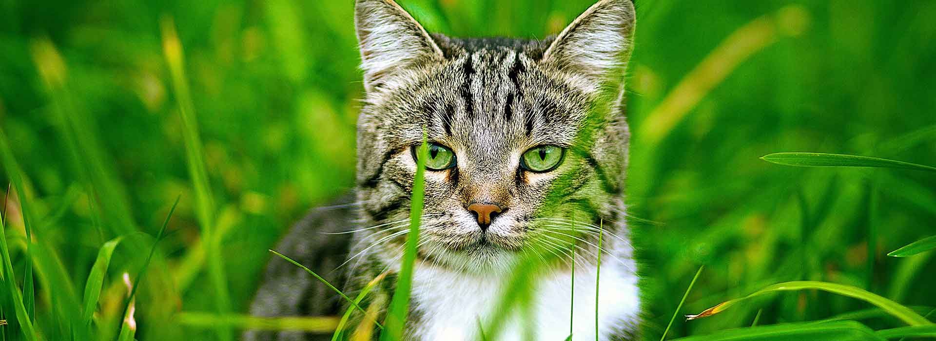We Treat Cats (Felines)