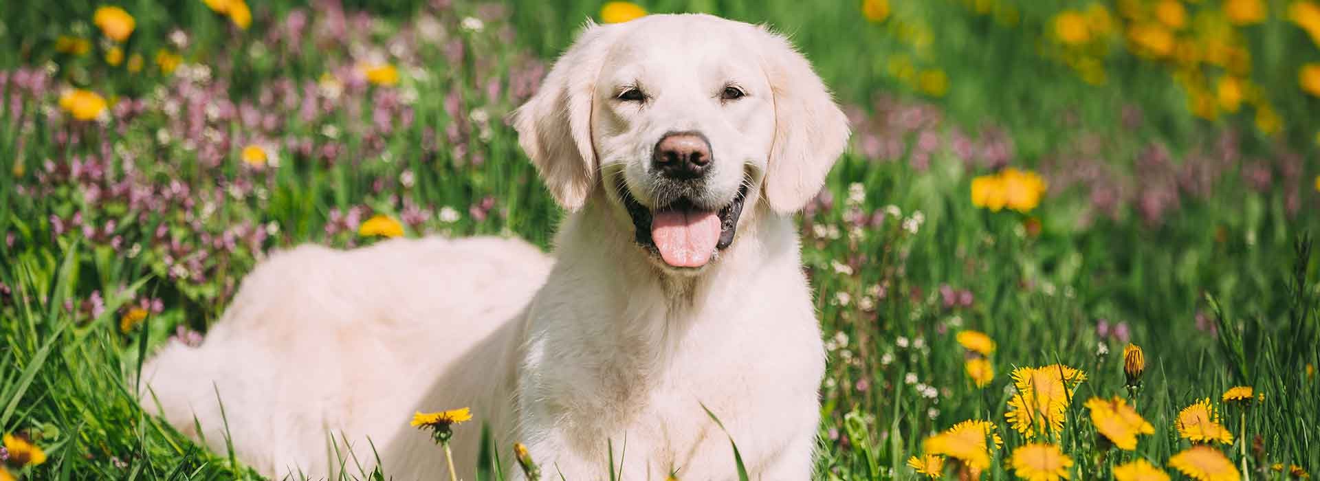 We Treat Dogs (Canines)