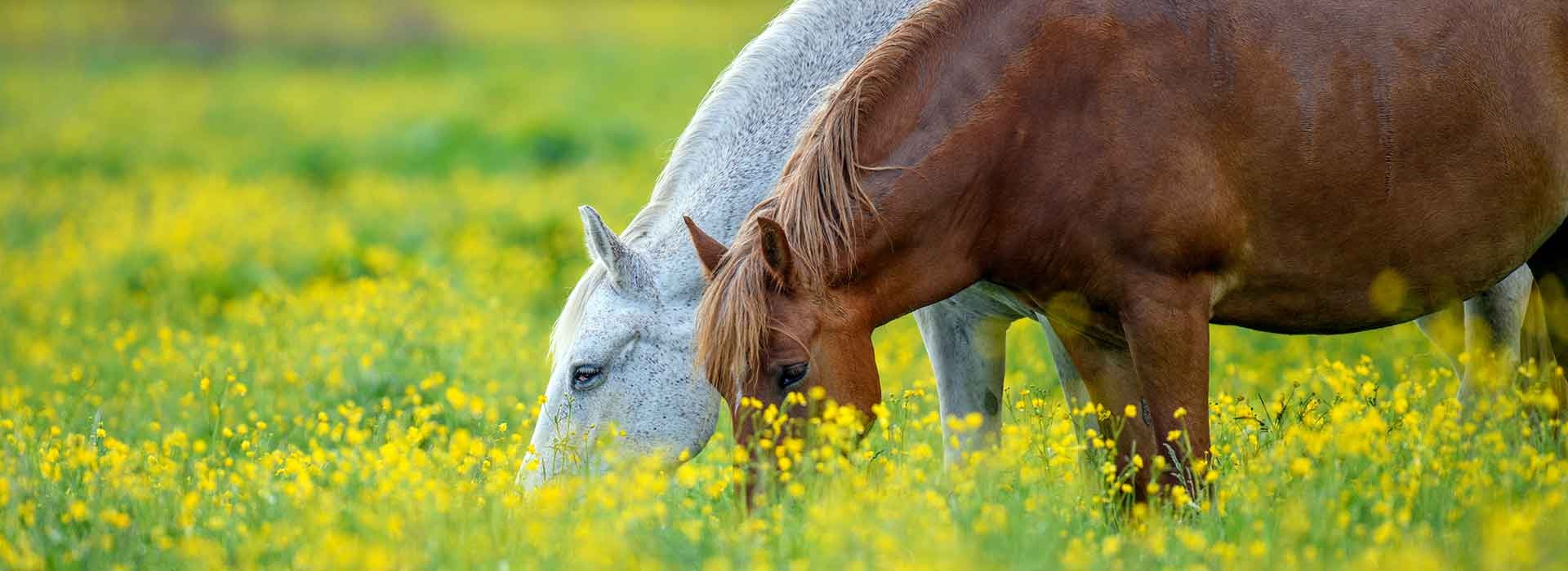 We Service Horses