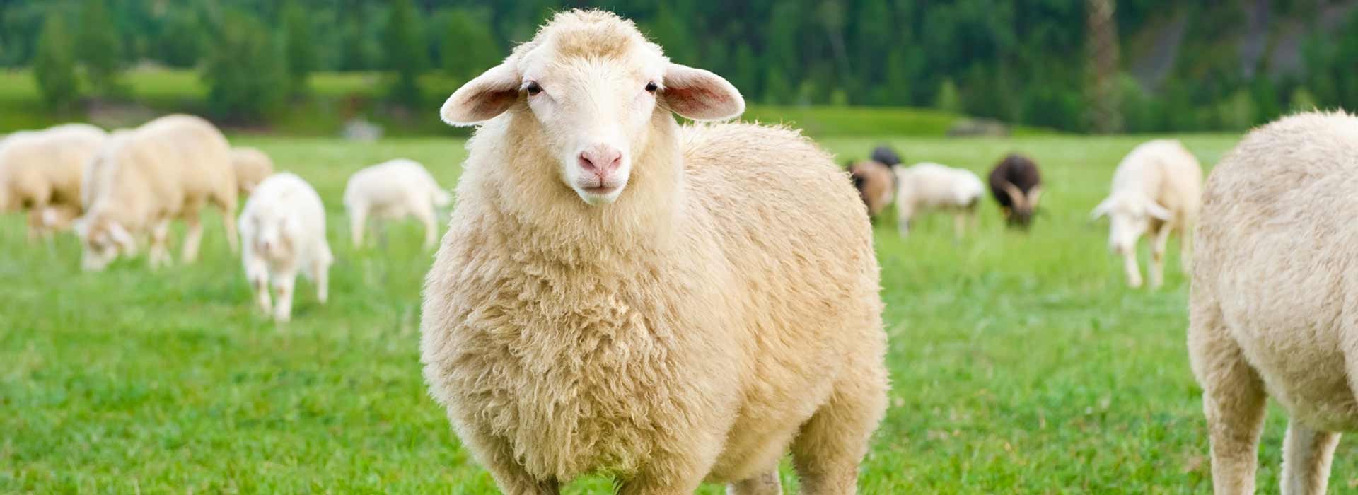 We Provide Sheep Maintenance ... and much more!
