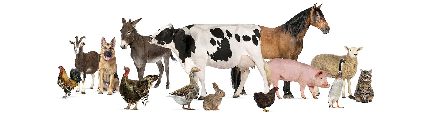 Large Animal Services